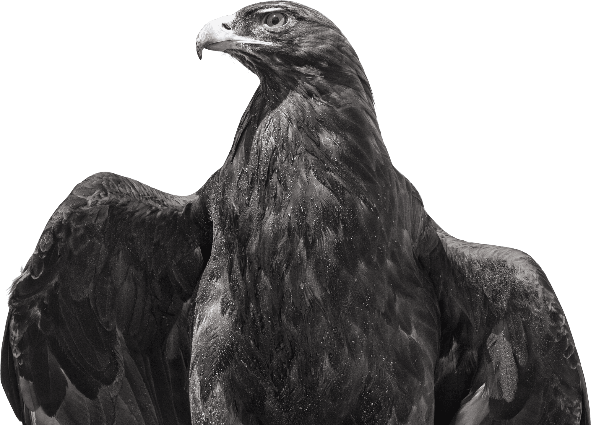 header-eagle